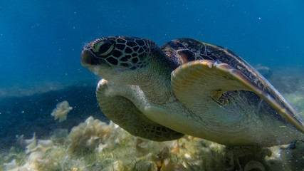 Obraz premium Close encounter with a green sea turtle feeding on sea grass in a shallow and sandy reef.