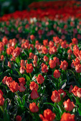 Coral red tulip field close up shallow depth of field