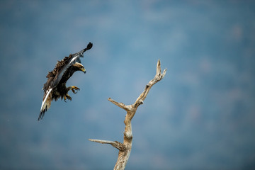 Goldean Eagle (Aquila chrysaetos) at mountain meadow in Eastern Rhodopes, Bulgaria