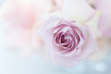 Fototapeta na wymiar Macro delicate fresh violet rose flower. Wedding fresh flowers decoration