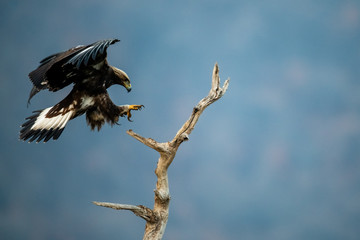 Goldean Eagle (Aquila chrysaetos) at mountain meadow in Eastern Rhodopes, Bulgaria