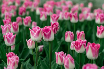 Fototapeta premium close-up pink tulips spring mood