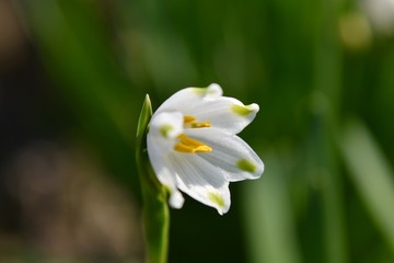 鈴蘭水仙～Snowflake.