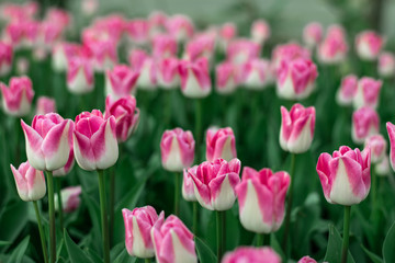 close-up pink tulips spring mood
