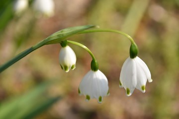 鈴蘭水仙～Snowflake.