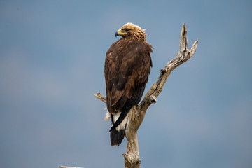 Goldean Eagle (Aquila chrysaetos) at mountain meadow in Eastern Rhodopes, Bulgaria
