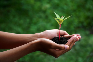 Human Hands Holding Green Plant Over Nature Background