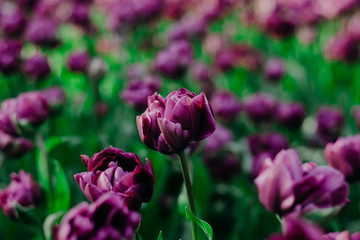 field of royal lilac tulips