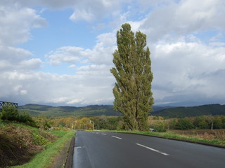 ケンとメリーの木