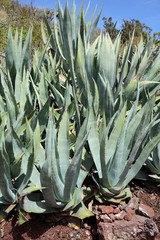 Agave (Agave americana) auf La Gomera. Kanarische Inseln. Spanien