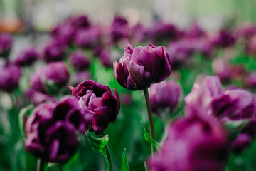 field of royal lilac tulips