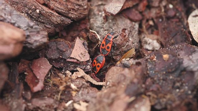 closeup of European firebug Pyrrhocoris apterus during the reproduction process