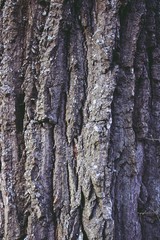 Pine bark texture
