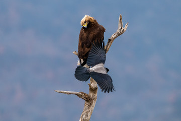 Goldean Eagle (Aquila chrysaetos) and crow at mountain meadow in Eastern Rhodopes, Bulgaria
