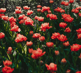 Fototapeta premium Coral red tulip field close up shallow depth of field