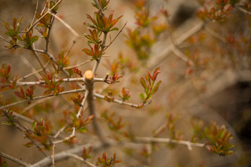 Young tree. Macro photos