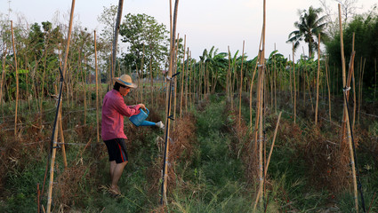Man farmer watering the vegetable plot and wearing a straw hat.