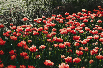 Coral red tulip field close up shallow depth of field