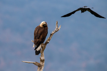 Goldean Eagle (Aquila chrysaetos) and crow at mountain meadow in Eastern Rhodopes, Bulgaria