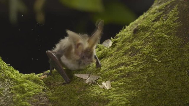 A Bat (Microchiroptera) At Night Eats A Moth On A Tree (close-up)