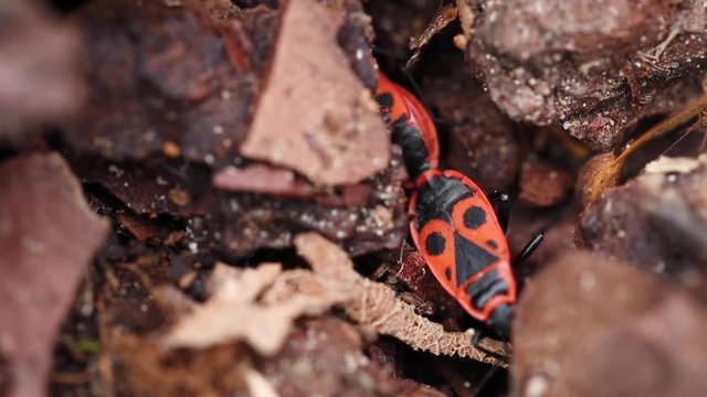 closeup of European firebug Pyrrhocoris apterus a type of bugs living in the bark of trees
