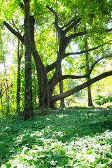 Fototapeta premium Natureza Fantástica 