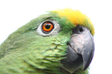 close up of parrot's face isolated on white background