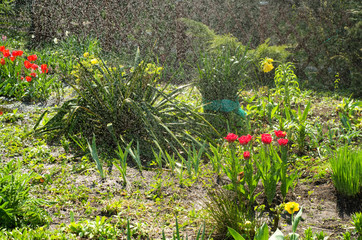 Deszcz w ogrodzie, podlewanie ogrodu - obrazy, fototapety, plakaty