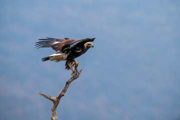 Goldean Eagle (Aquila chrysaetos) at mountain meadow in Eastern Rhodopes, Bulgaria