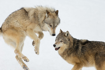 Grey Wolf pack in western US in Winter