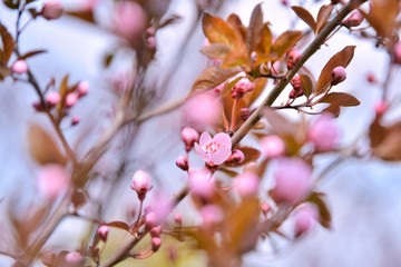 Beautiful pink cherry blossom flower with selective focus on blurred spring background. Spring time. Sakura blossom on a sunny april day. Small pink flowers with delicate petals on a cherry tree