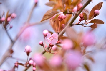 Beautiful pink cherry blossom flower with selective focus on blurred spring background. Spring time. Sakura blossom on a sunny april day. Small pink flowers with delicate petals on a cherry tree