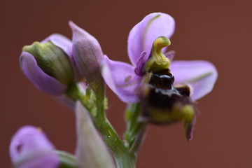 Orchid 