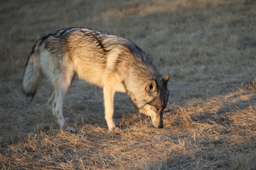 Grey Wolf pack in Autumn, Western US