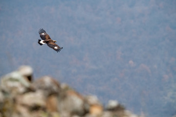Goldean Eagle (Aquila chrysaetos) at mountain meadow in Eastern Rhodopes, Bulgaria
