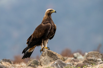 Goldean Eagle (Aquila chrysaetos) at mountain meadow in Eastern Rhodopes, Bulgaria
