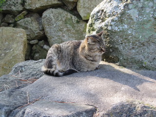 石の上で丸まる猫
