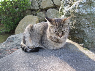 石の上で丸まる猫