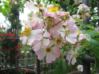 松尾寺のバラの花
