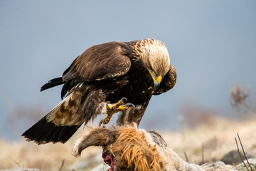 Adult Goldean Eagle (Aquila chrysaetos) on prey at mountain meadow in Eastern Rhodopes, Bulgaria