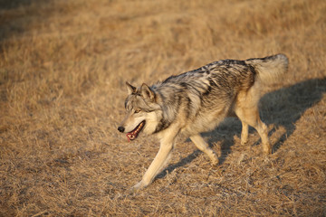 Grey Wolf pack in Autumn, Western US