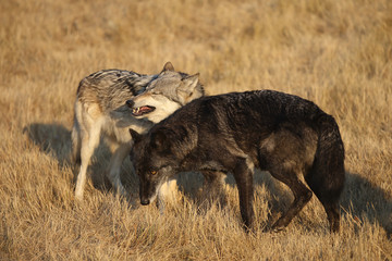 Grey Wolf pack in Autumn, Western US
