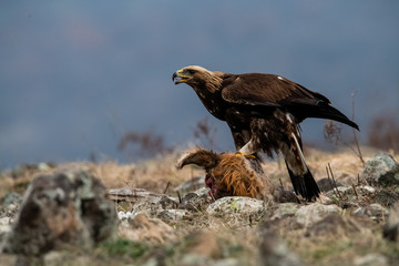 Adult Goldean Eagle (Aquila chrysaetos) on prey at mountain meadow in Eastern Rhodopes, Bulgaria