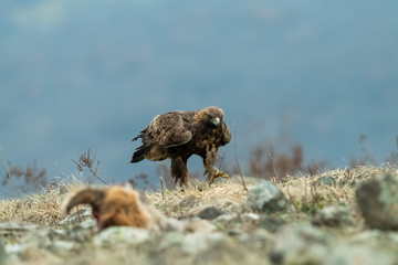 Goldean Eagle (Aquila chrysaetos) at mountain meadow in Eastern Rhodopes, Bulgaria