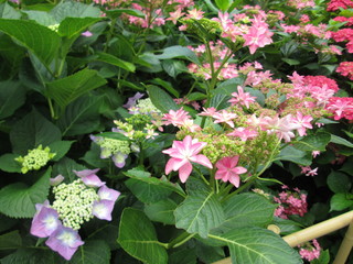 三室戸寺のアジサイ