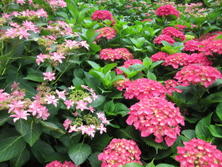 三室戸寺のアジサイ