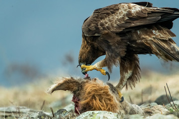 Adult Goldean Eagle (Aquila chrysaetos) on prey at mountain meadow in Eastern Rhodopes, Bulgaria