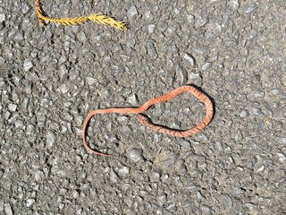 小さな赤い蛇