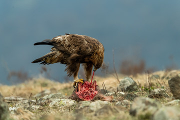 Adult Goldean Eagle (Aquila chrysaetos) on prey at mountain meadow in Eastern Rhodopes, Bulgaria