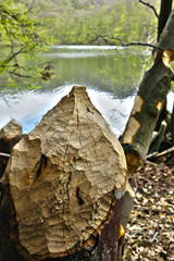 Damaged trees caused by beaver